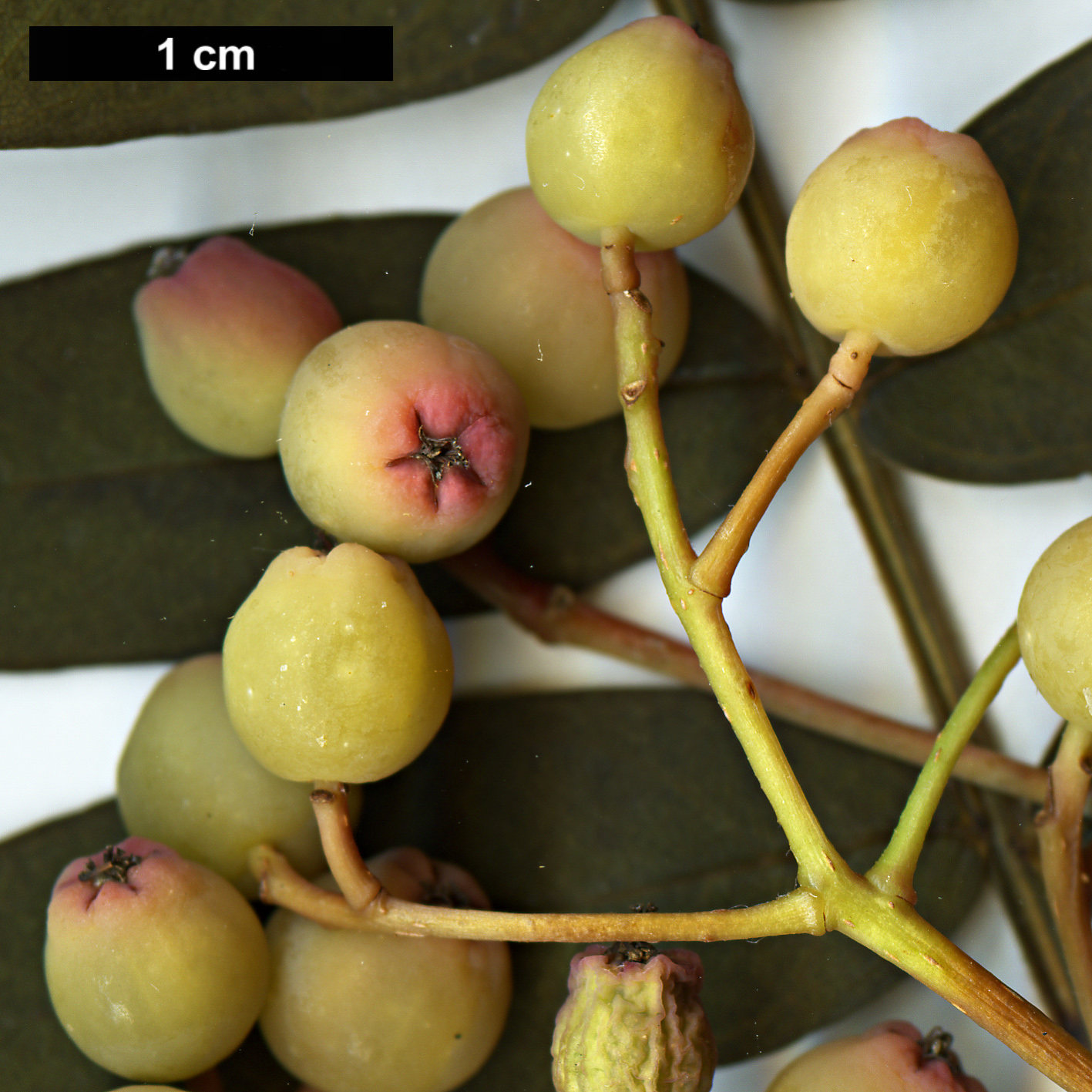 High resolution image: Family: Rosaceae - Genus: Sorbus - Taxon: KR 3647B (sect. discolores)